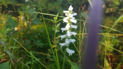 Spiranthes incurva, photographed by Ryan Sorrells