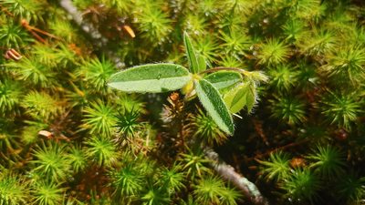 Crotalaria sagittalis, photographed by Ryan Sorrells
