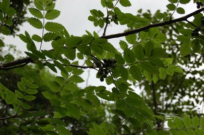 Bursera tomentosa