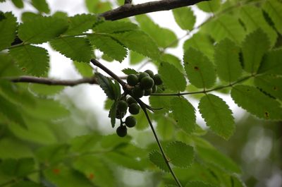 Bursera tomentosa, photographed by Neptalí Ramírez Marcial