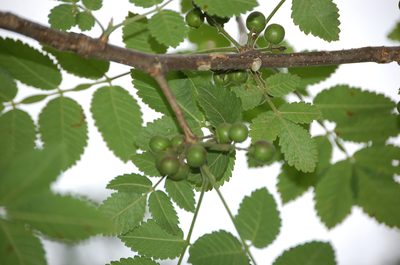Bursera tomentosa, photographed by Neptalí Ramírez Marcial