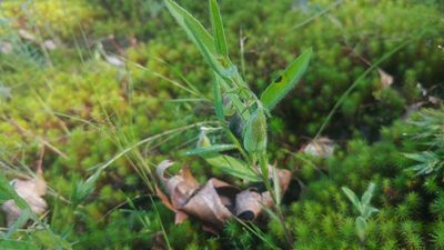 Crotalaria sagittalis, photographed by Ryan Sorrells