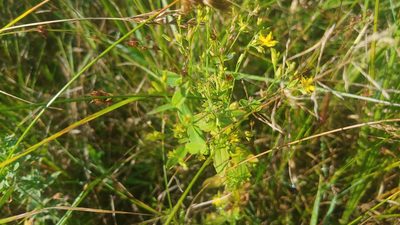 Hypericum mutilum, photographed by Ryan Sorrells