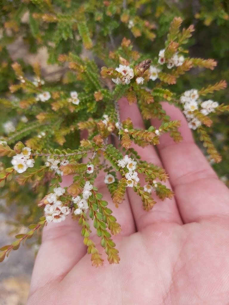 Thryptomene oligandra, photographed by Tim