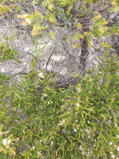 Thryptomene oligandra, photographed by Tim