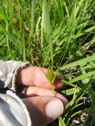Carex sychnocephala, photographed by Laura Holloway
