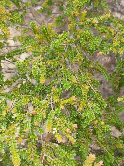 Thryptomene oligandra, photographed by Tim