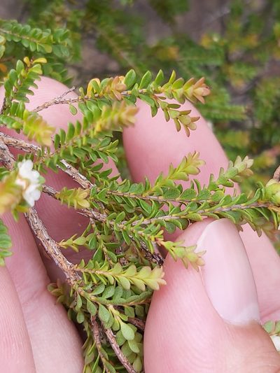 Thryptomene oligandra, photographed by Tim