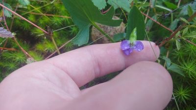 Viola sagittata, photographed by Ryan Sorrells