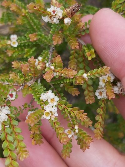 Thryptomene oligandra, photographed by Tim