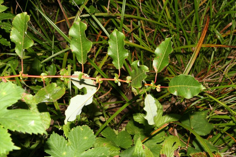 Salix pyrolifolia, photographed by Oleg Kosterin