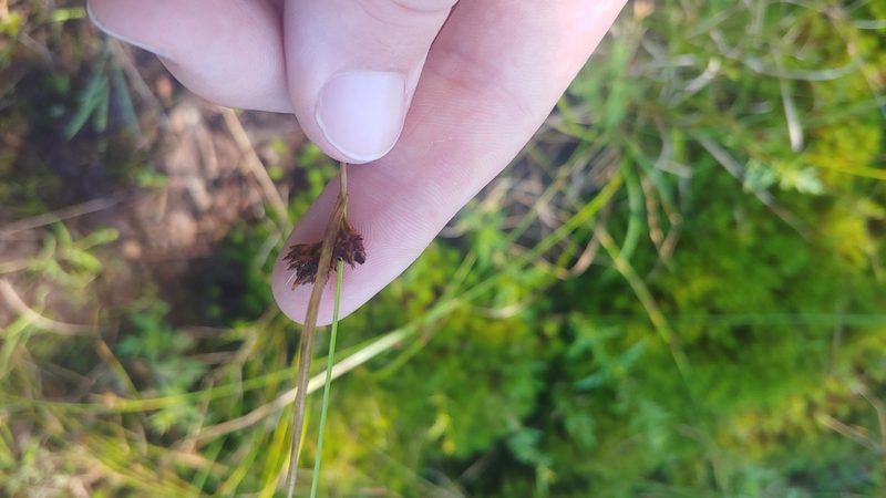Rhynchospora capitellata, photographed by Ryan Sorrells