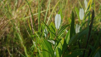 Salix humilis, photographed by Ryan Sorrells