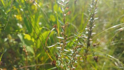 Lythrum alatum, photographed by Ryan Sorrells
