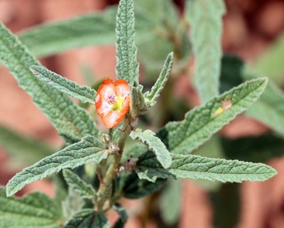 Sphaeralcea angustifolia, photographed by Catherine C. Galley