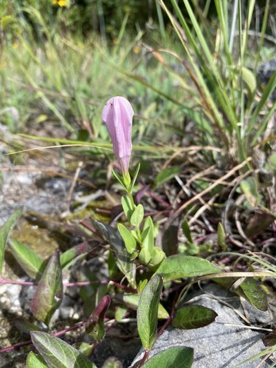 Spigelia alabamensis, photographed by Matt Berger