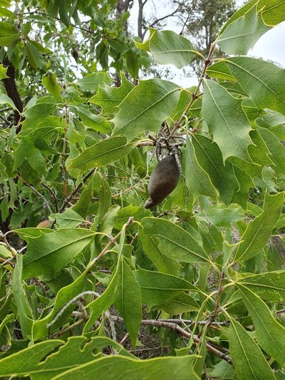 Xylomelum occidentale, photographed by Em Lamond