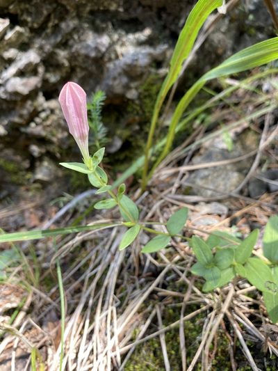 Spigelia alabamensis, photographed by Matt Berger