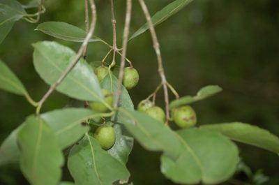 Elaeodendron xylocarpum, photographed by Neptalí Ramírez Marcial