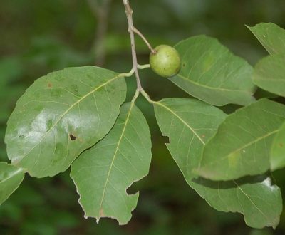 Elaeodendron xylocarpum, photographed by Neptalí Ramírez Marcial
