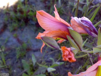 Gladiolus meliusculus, photographed by Chris Vynbos