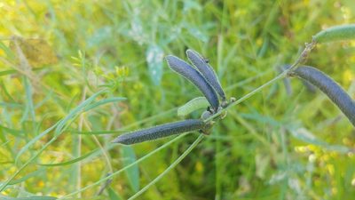 Strophostyles leiosperma, photographed by Ryan Sorrells