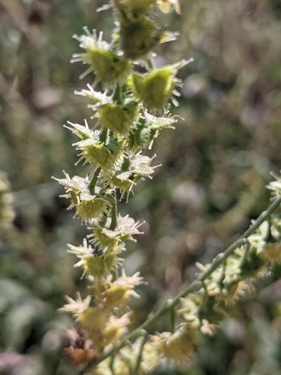 Hackelia floribunda, photographed by Alan Prather