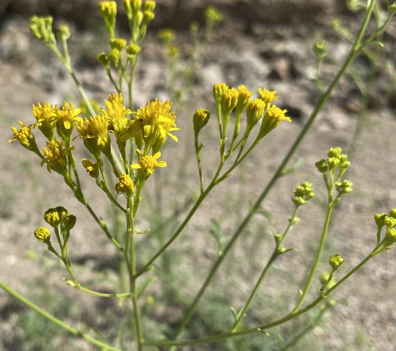 Hymenothrix wislizeni, photographed by Daniel McNair