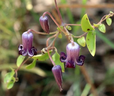 Clematis pitcheri, photographed by Catherine C. Galley