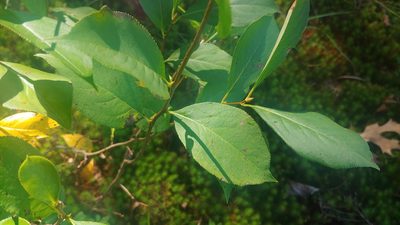 Aronia melanocarpa, photographed by Ryan Sorrells