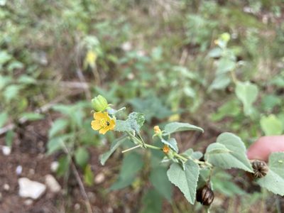 Abutilon fruticosum, photographed by Reid Hardin