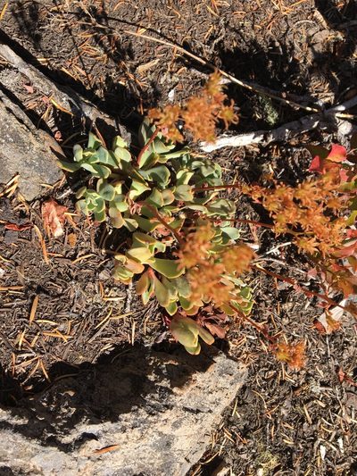 Sedum oregonense, photographed by Hilary Rose Dawson