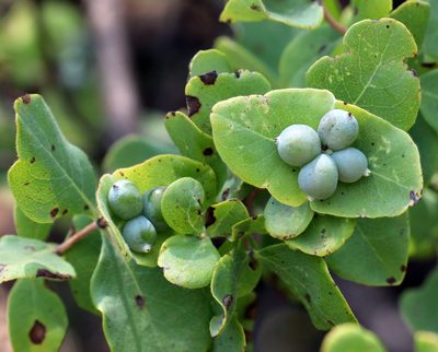 Lonicera albiflora, photographed by Catherine C. Galley
