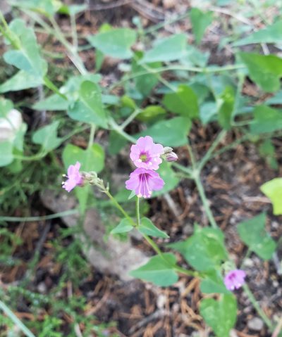 Mirabilis oxybaphoides, photographed by aarongunnar