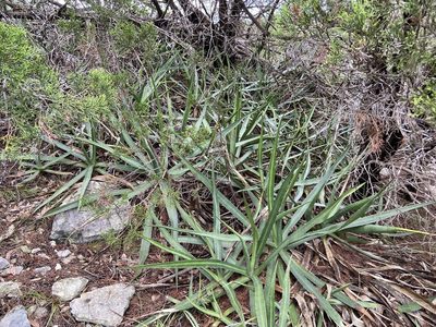 Agave univittata, photographed by Reid Hardin