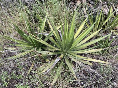 Agave univittata, photographed by Reid Hardin