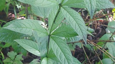 Veronicastrum virginicum, photographed by Ryan Sorrells