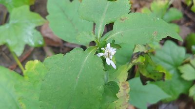 Symphyotrichum urophyllum, photographed by Ryan Sorrells