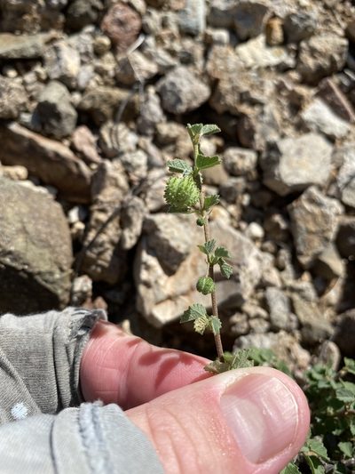 Ayenia microphylla, photographed by Daniel McNair