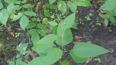 Scrophularia marilandica, photographed by Ryan Sorrells