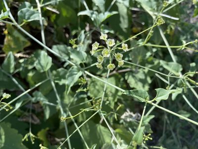 Boerhavia scandens, photographed by Daniel McNair
