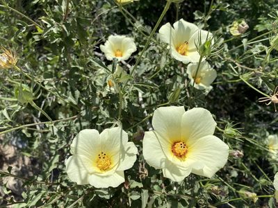 Hibiscus coulteri, photographed by Daniel McNair