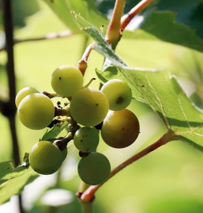 Vitis acerifolia, photographed by Catherine C. Galley