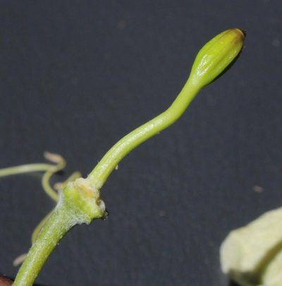 Capparis hereroensis, photographed by Tony Rebelo