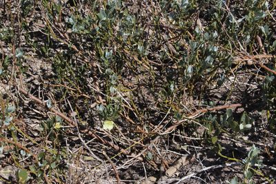 Capparis hereroensis, photographed by Tony Rebelo