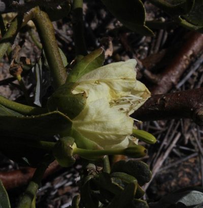 Capparis hereroensis, photographed by Tony Rebelo