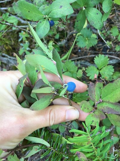 Vaccinium deliciosum, photographed by Hilary Rose Dawson