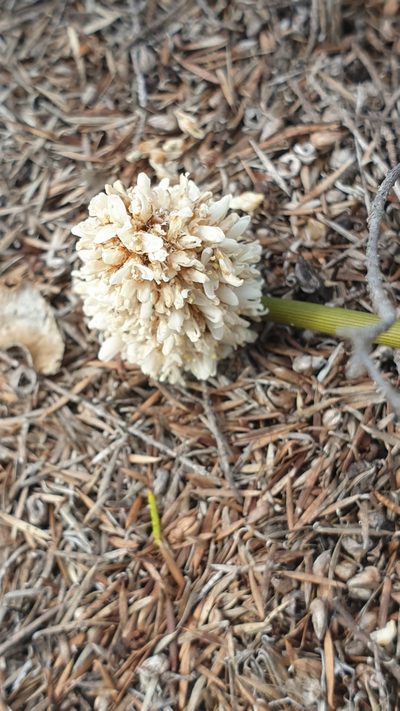 Lomandra leucocephala, photographed by Rosalie Lawrence