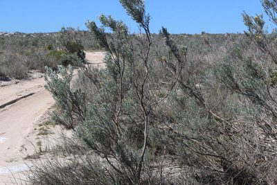 Calobota angustifolia, photographed by Tony Rebelo