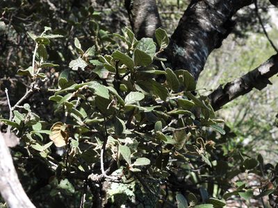 Quercus greggii, photographed by Leticia Jiménez Hernández